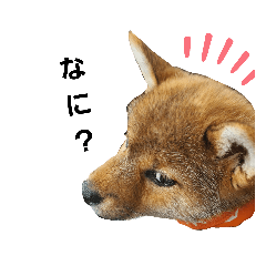 [LINEスタンプ] 柴犬モナスタンプ