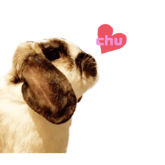 [LINEスタンプ] もふ〜お姉の家のうさぎ〜
