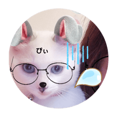[LINEスタンプ] 白ねこのみるく