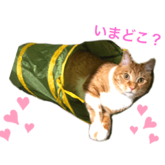 [LINEスタンプ] あめちゃん日常スタンプ2