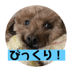 [LINEスタンプ] mocoの1日 その6