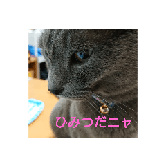 [LINEスタンプ] 猫好きからの猫好きのための猫スタンプ