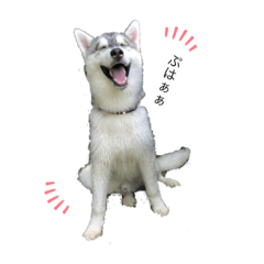 [LINEスタンプ] husky aldo