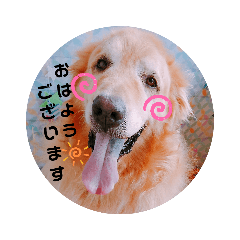 [LINEスタンプ] ゴールデンレトリーバー☆