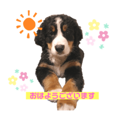 giroudのご挨拶 ❁