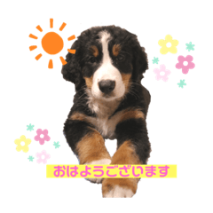 [LINEスタンプ] giroudのご挨拶 ❁の画像（メイン）