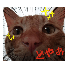 [LINEスタンプ] こたこじ日和。