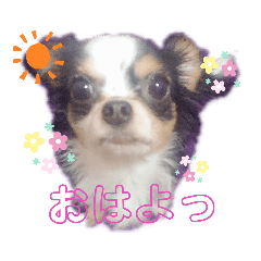 [LINEスタンプ] みみたんがいっぱい