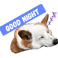 [LINEスタンプ] あいどる犬はく