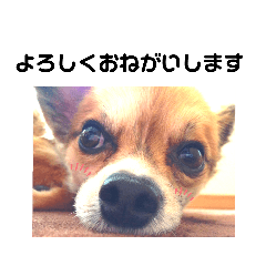 [LINEスタンプ] ミックス犬リンちゃん 2