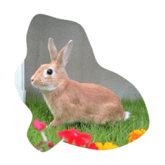[LINEスタンプ] うちのうさぎのまろん