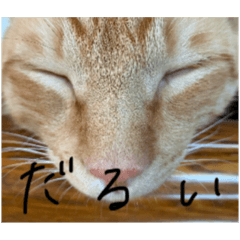 [LINEスタンプ] ねこのトムとジェリー