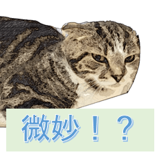 [LINEスタンプ] 微妙に使えないねこスタンプ