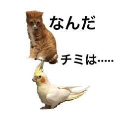 [LINEスタンプ] 猫のRENA 2