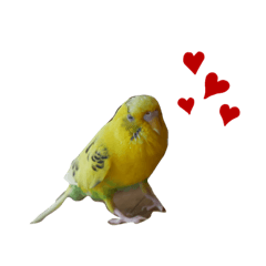 [LINEスタンプ] インコのリキちゃん2