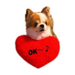 [LINEスタンプ] チワワのキョロちゃん❁