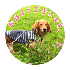 [LINEスタンプ] モフ毛のダックス