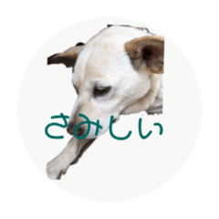 [LINEスタンプ] アイドル犬くるみ2