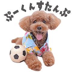 [LINEスタンプ] やんちゃなトイプー・ぷーくん