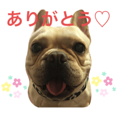 [LINEスタンプ] フレンチブルドッグ 大吉1