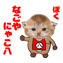 [LINEスタンプ] なごやにゃこ八