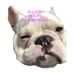 [LINEスタンプ] 保護犬フレブルのライス国務長官