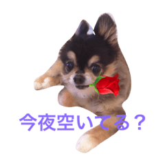 [LINEスタンプ] アネラ＆アクアのスタンプです。