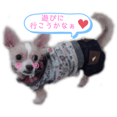 [LINEスタンプ] 騎士＆小雪の日常スタンプ