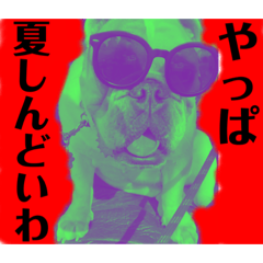 [LINEスタンプ] ブルドッグ の 玉丸です。