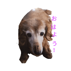 [LINEスタンプ] チョコラ＆ビビスタンプ❤