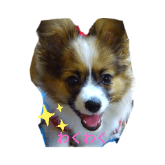 [LINEスタンプ] パピヨンリロ