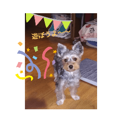 [LINEスタンプ] リリーのかわいい写真スタンプ