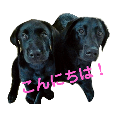 [LINEスタンプ] クロスとピット