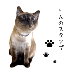 [LINEスタンプ] 飼い猫りんのスタンプ