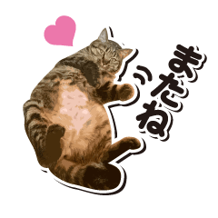 [LINEスタンプ] ねこのモモ