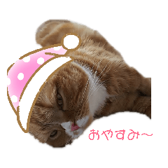 [LINEスタンプ] すこ猫スタンプ