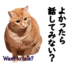 [LINEスタンプ] 猫がやさしい言葉をかけてくれる