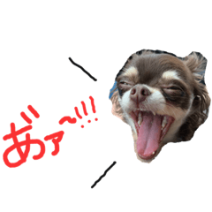 うちの天使ラスちゃん！