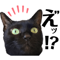 [LINEスタンプ] 黒猫 KEYちゃん4