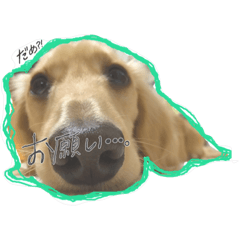 [LINEスタンプ] ダックス時々ジャック