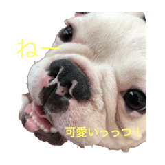 [LINEスタンプ] 保護犬フレブルのライス国務長官 第2弾