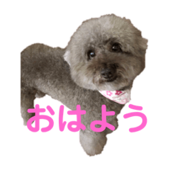 [LINEスタンプ] CoCoちゃんのワンダフルスタンプ