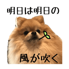 [LINEスタンプ] ポメラニアンなつこ  格言編