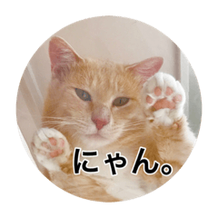 [LINEスタンプ] 保護猫ふれあいサロンOhana  猫がいっぱい