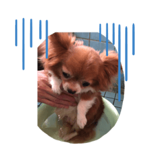 [LINEスタンプ] 愛犬（チワワ）