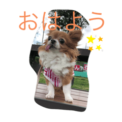 [LINEスタンプ] チワワ（cute）