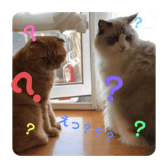 [LINEスタンプ] みるくとトム 2