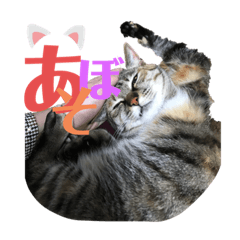 [LINEスタンプ] 猫のつれづれ