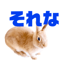 [LINEスタンプ] ネザーランドドワーフ のユキちゃん