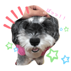 [LINEスタンプ] 今日の❤️ワンコ4